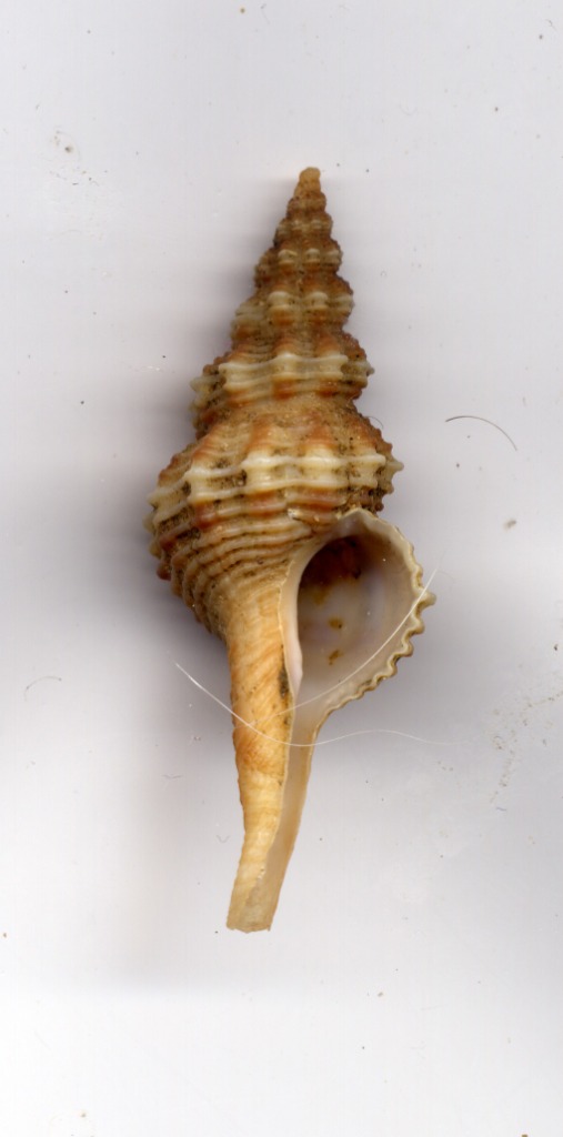 Fusinus pulchllus quadrumpulchellus